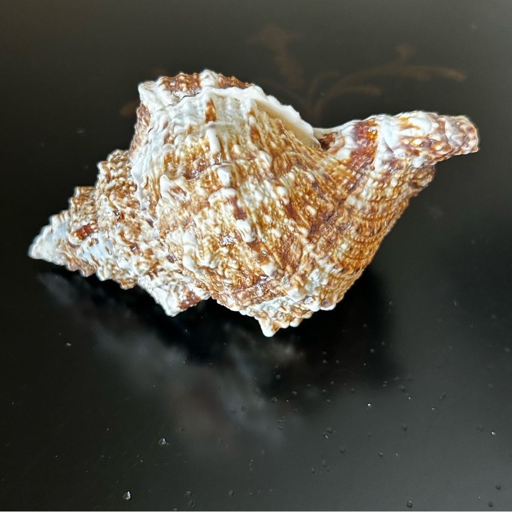 Frog Shell - Picture 4 of 8